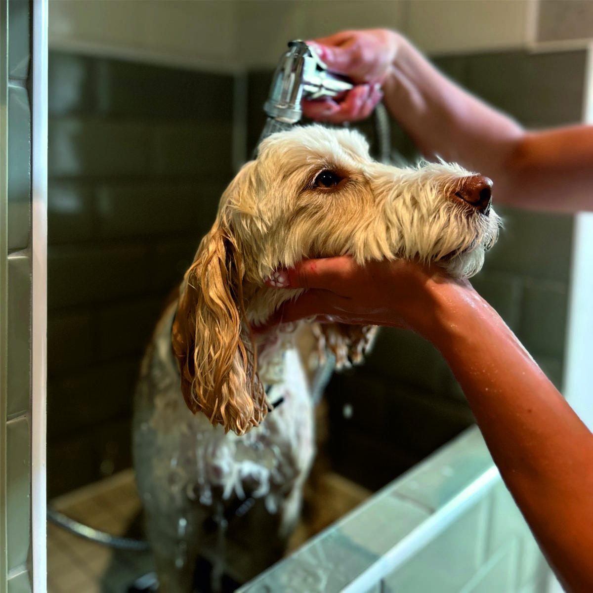 Built-in dog shower installed in an Essex utility room